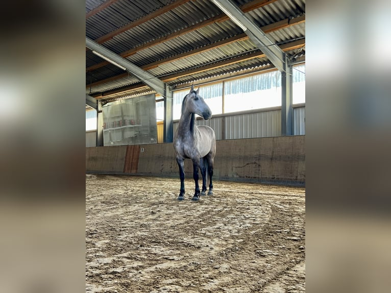 Andalusier Wallach 7 Jahre 160 cm Falbe in Hadamar