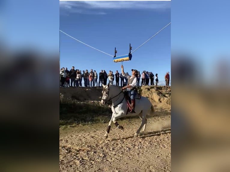 Andalusier Wallach 7 Jahre 160 cm Fliegenschimmel in Mucientes