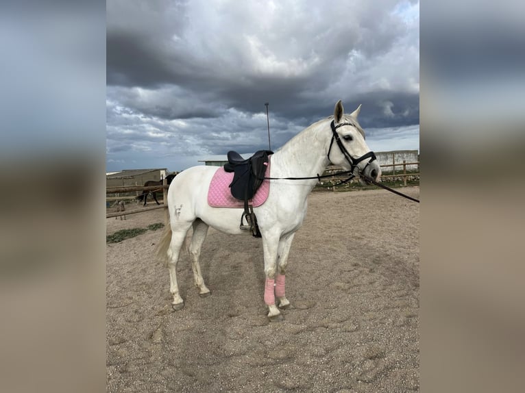 Andalusier Wallach 7 Jahre 160 cm Fliegenschimmel in Mucientes