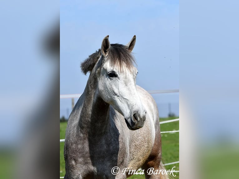 Andalusier Wallach 7 Jahre 160 cm Schimmel in Wiebelsheim