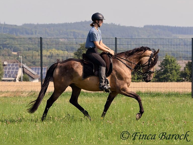 Andalusier Wallach 7 Jahre 161 cm Buckskin in Wiebelsheim