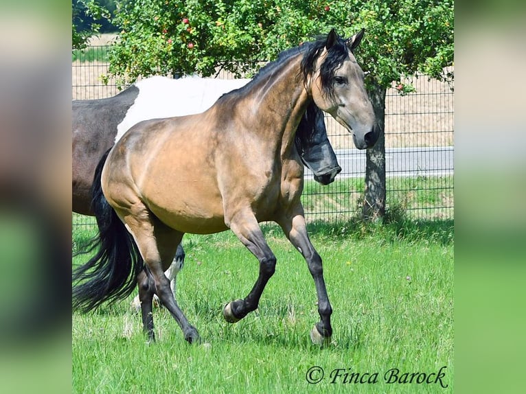 Andalusier Wallach 7 Jahre 161 cm Buckskin in Wiebelsheim