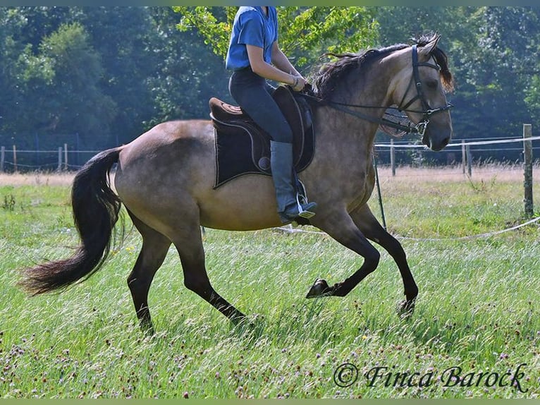 Andalusier Wallach 7 Jahre 161 cm Buckskin in Wiebelsheim