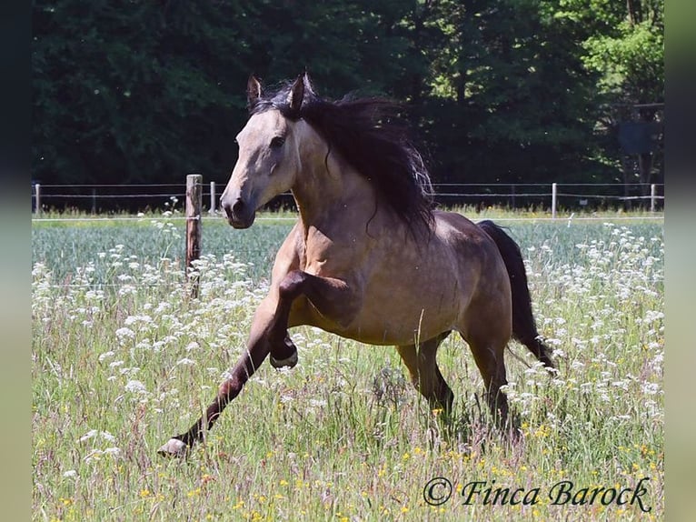 Andalusier Wallach 7 Jahre 161 cm Buckskin in Wiebelsheim