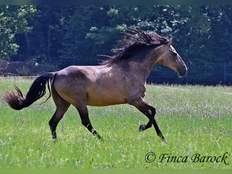 Andalusier Wallach 7 Jahre 161 cm Buckskin in Wiebelsheim