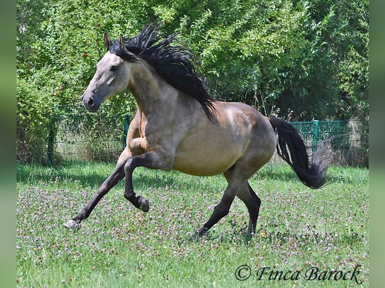 Andalusier Wallach 7 Jahre 161 cm Buckskin in Wiebelsheim