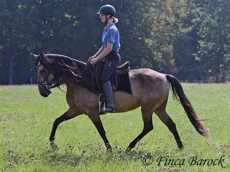 Andalusier Wallach 7 Jahre 161 cm Buckskin in Wiebelsheim
