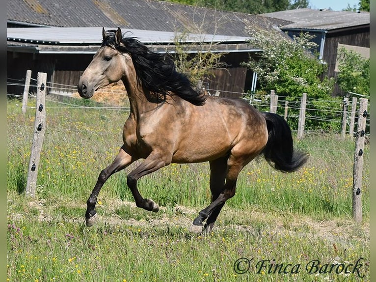Andalusier Wallach 7 Jahre 161 cm Buckskin in Wiebelsheim