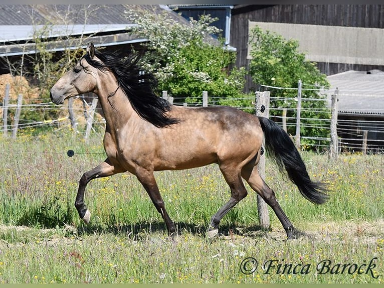 Andalusier Wallach 7 Jahre 161 cm Buckskin in Wiebelsheim