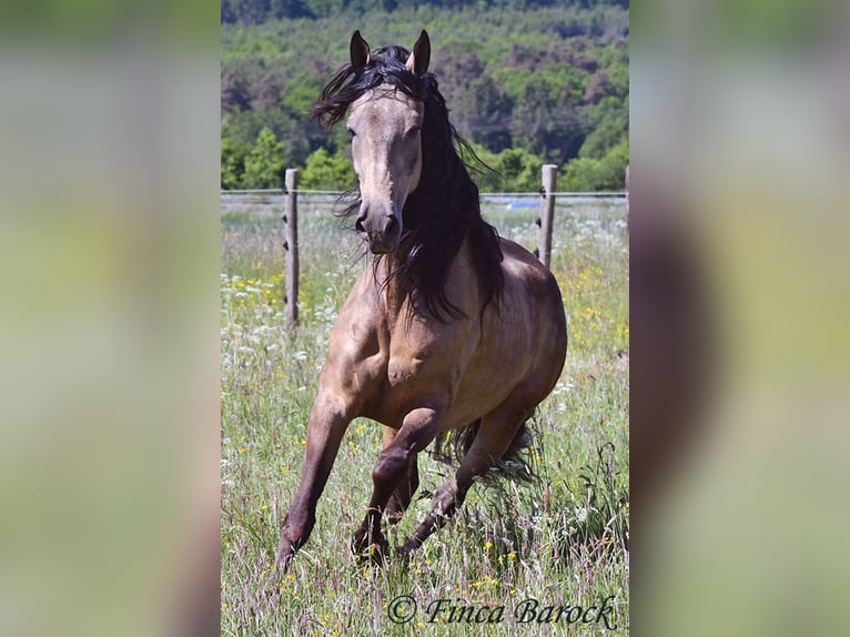 Andalusier Wallach 7 Jahre 161 cm Buckskin in Wiebelsheim