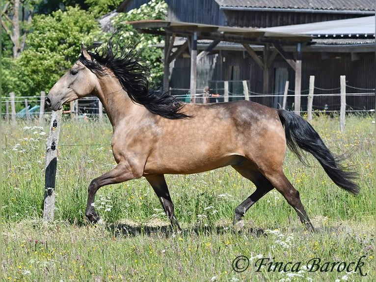 Andalusier Wallach 7 Jahre 161 cm Buckskin in Wiebelsheim