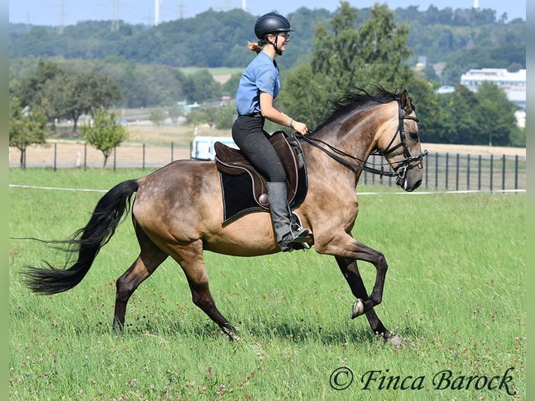 Andalusier Wallach 7 Jahre 161 cm Buckskin in Wiebelsheim