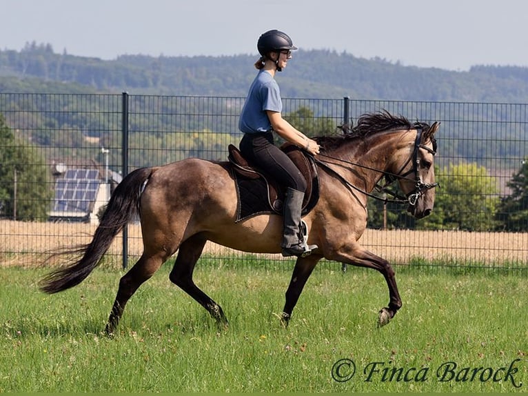 Andalusier Wallach 7 Jahre 161 cm Buckskin in Wiebelsheim