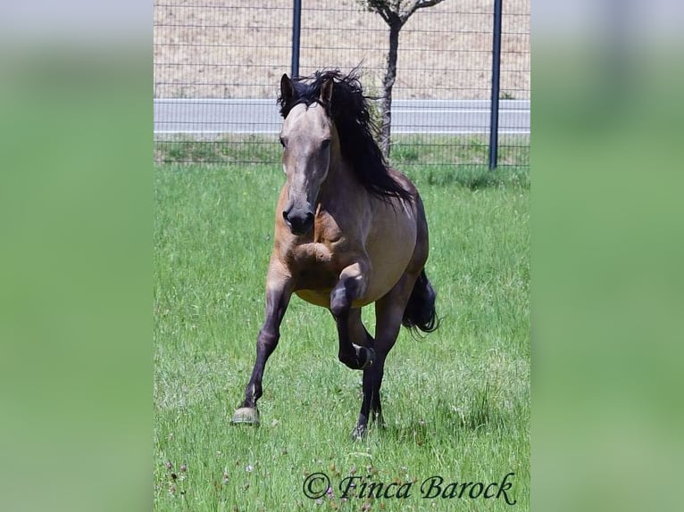 Andalusier Wallach 7 Jahre 161 cm Buckskin in Wiebelsheim