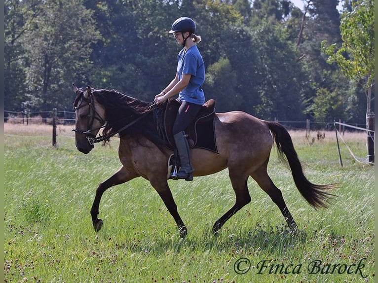 Andalusier Wallach 7 Jahre 161 cm Buckskin in Wiebelsheim