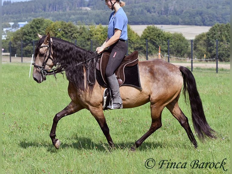 Andalusier Wallach 7 Jahre 161 cm Buckskin in Wiebelsheim