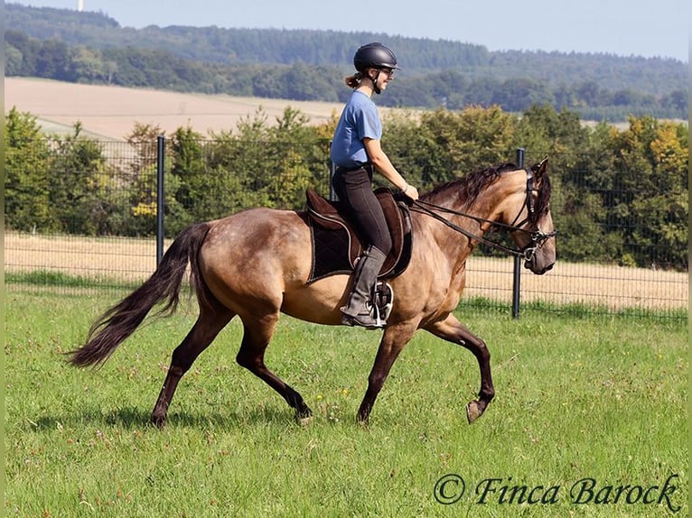 Andalusier Wallach 7 Jahre 161 cm Buckskin in Wiebelsheim