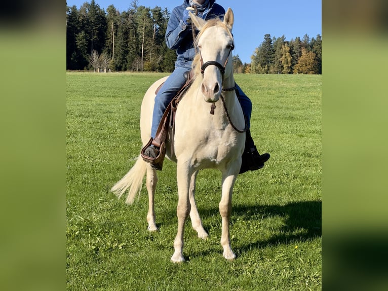 Andalusier Wallach 7 Jahre 161 cm Cremello in Simmersfeld