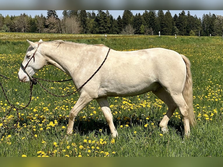 Andalusier Wallach 7 Jahre 161 cm Cremello in Simmersfeld