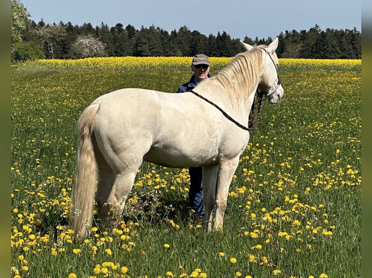 Andalusier Wallach 7 Jahre 161 cm Cremello in Simmersfeld