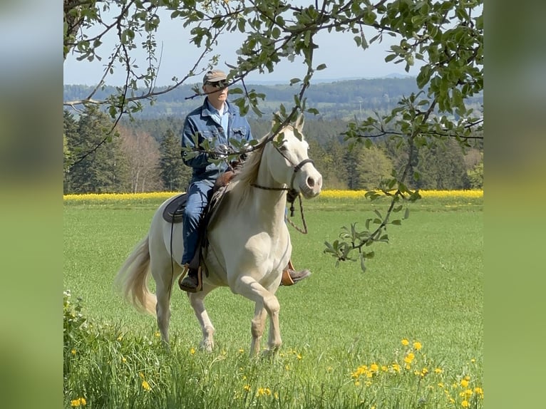 Andalusier Wallach 7 Jahre 161 cm Cremello in Simmersfeld