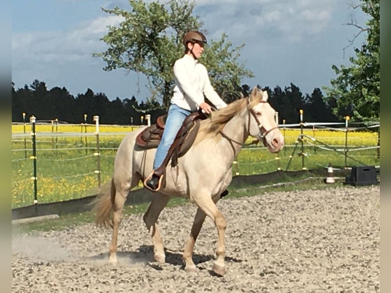 Andalusier Wallach 7 Jahre 161 cm Cremello in Simmersfeld