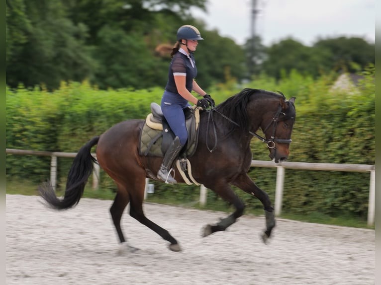 Andalusier Wallach 7 Jahre 162 cm Brauner in Neustadt (Wied)