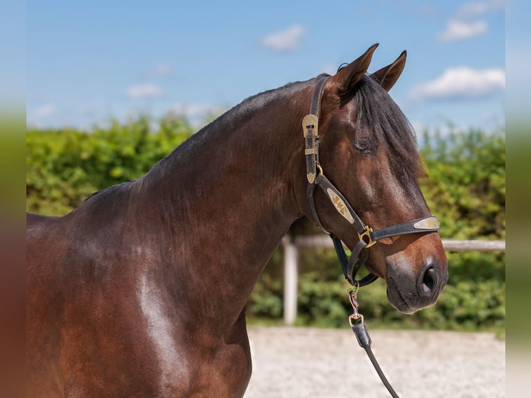 Andalusier Wallach 7 Jahre 162 cm Brauner in Neustadt (Wied)