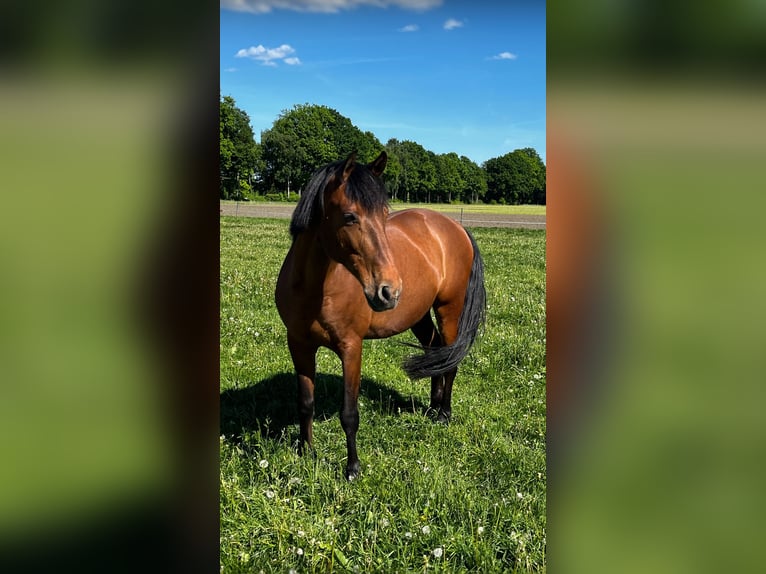 Andalusier Mix Wallach 7 Jahre 162 cm Brauner in Hövelhof