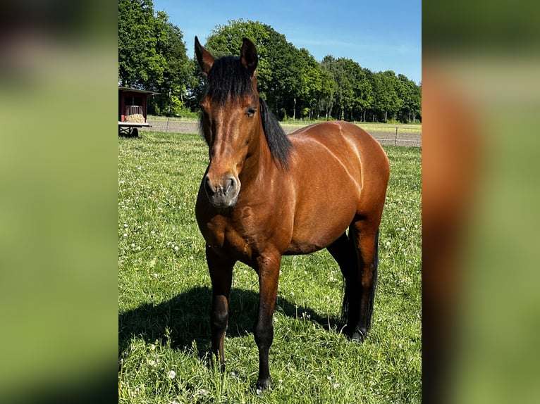 Andalusier Mix Wallach 7 Jahre 162 cm Brauner in Hövelhof