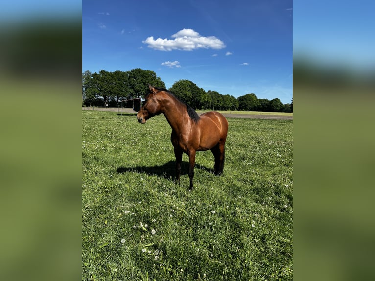 Andalusier Mix Wallach 7 Jahre 162 cm Brauner in Hövelhof