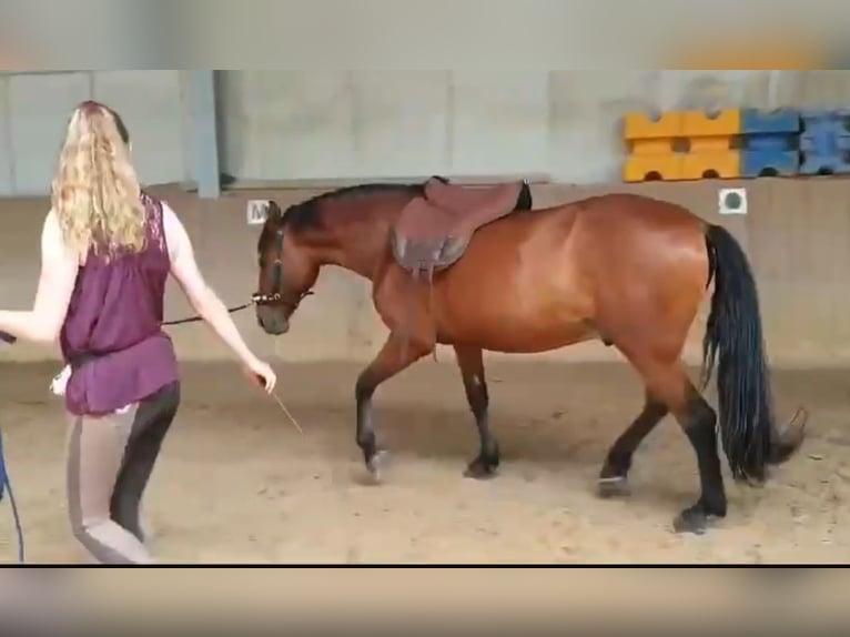 Andalusier Mix Wallach 7 Jahre 162 cm Brauner in Hövelhof