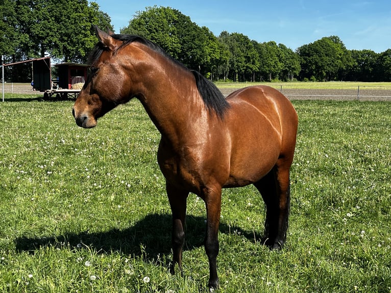 Andalusier Mix Wallach 7 Jahre 162 cm Brauner in Hövelhof