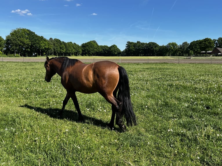 Andalusier Mix Wallach 7 Jahre 162 cm Brauner in Hövelhof
