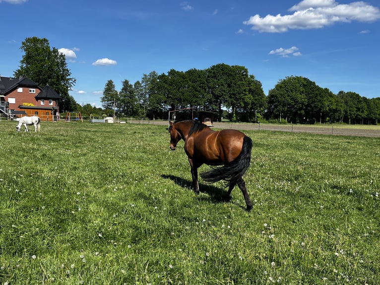 Andalusier Mix Wallach 7 Jahre 162 cm Brauner in Hövelhof