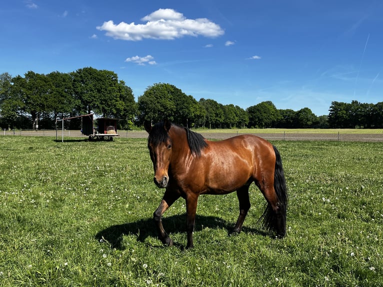 Andalusier Mix Wallach 7 Jahre 162 cm Brauner in Hövelhof