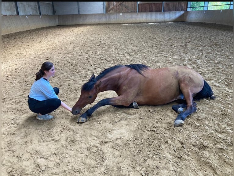 Andalusier Mix Wallach 7 Jahre 162 cm Brauner in Hövelhof