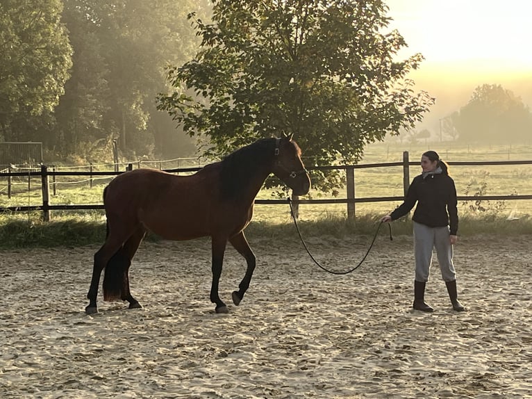Andalusier Mix Wallach 7 Jahre 162 cm Brauner in Hövelhof