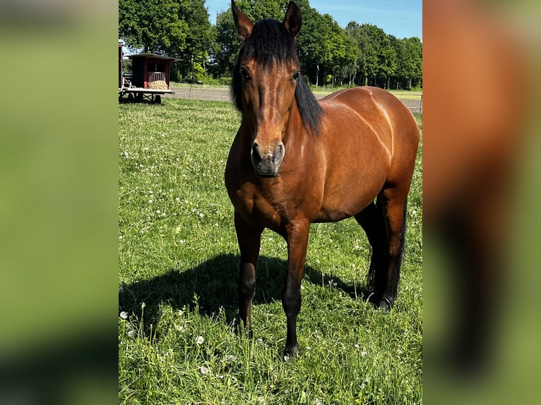 Andalusier Mix Wallach 7 Jahre 162 cm Brauner in Hövelhof