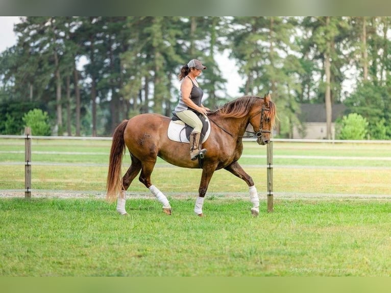 Andalusier Wallach 7 Jahre 163 cm Brauner in Bournemouth