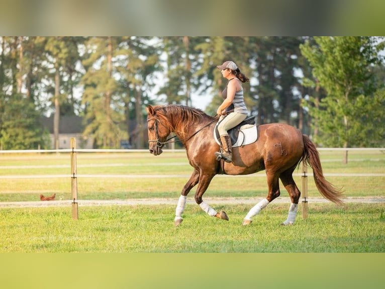 Andalusier Wallach 7 Jahre 163 cm Brauner in Bournemouth