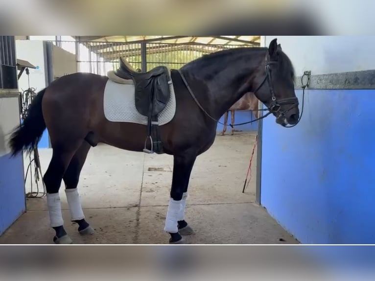 Andalusier Wallach 7 Jahre 163 cm Dunkelbrauner in Bollullos De La Mitacion