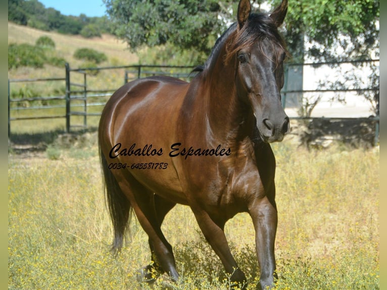 Andalusier Wallach 7 Jahre 164 cm Dunkelbrauner in Vejer de la Frontera