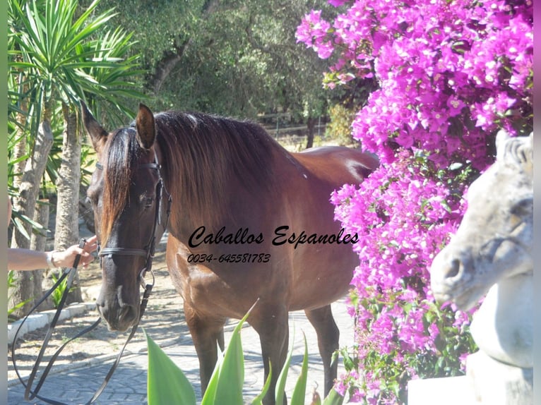 Andalusier Wallach 7 Jahre 164 cm Dunkelbrauner in Vejer de la Frontera