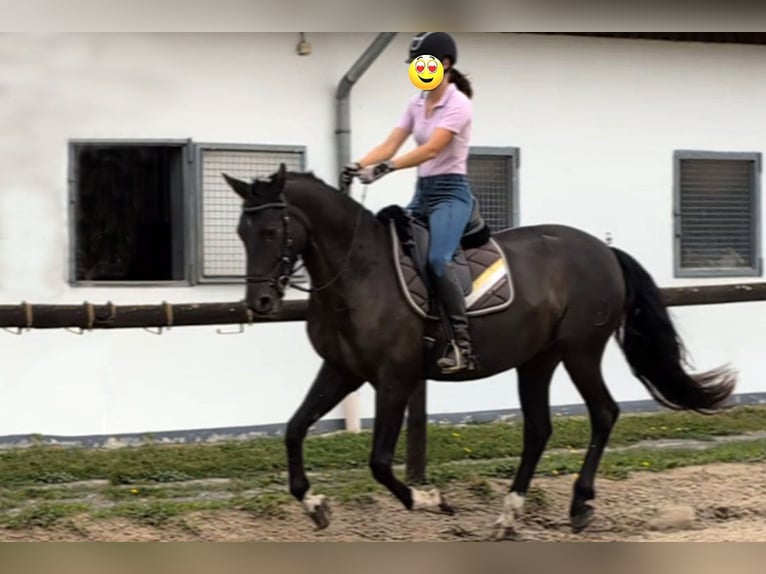 Andalusier Wallach 7 Jahre 164 cm Rappe in Wulmstorf