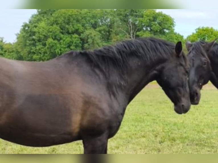 Andalusier Wallach 7 Jahre 164 cm Rappe in Wulmstorf