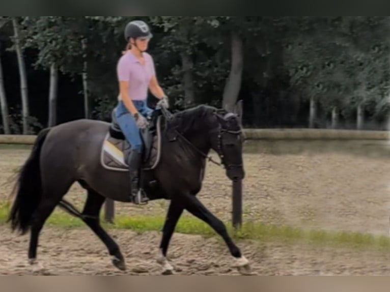 Andalusier Wallach 7 Jahre 164 cm Rappe in Wulmstorf