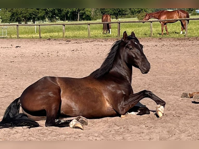 Andalusier Wallach 7 Jahre 164 cm Rappe in Wulmstorf