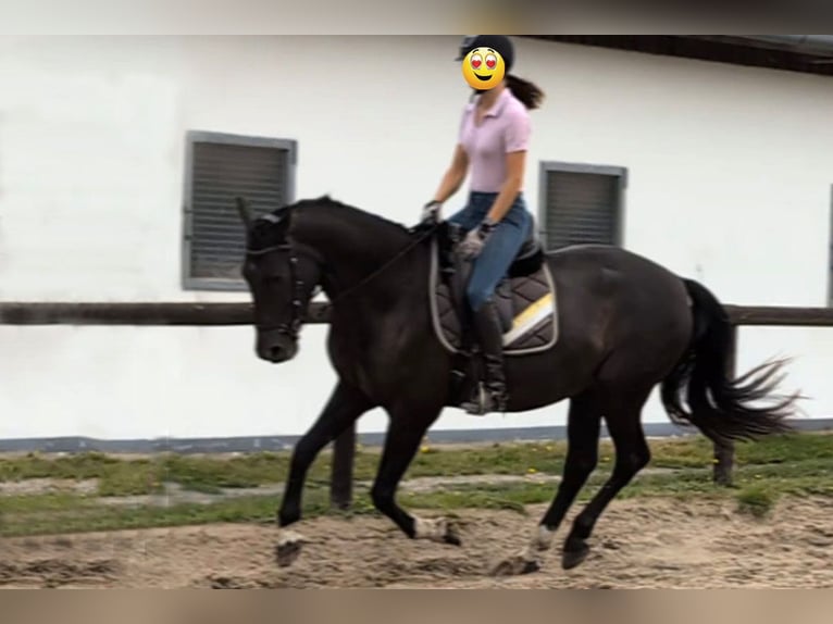 Andalusier Wallach 7 Jahre 164 cm Rappe in Wulmstorf