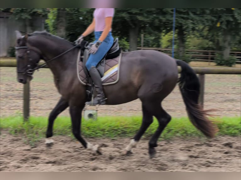 Andalusier Wallach 7 Jahre 164 cm Rappe in Wulmstorf